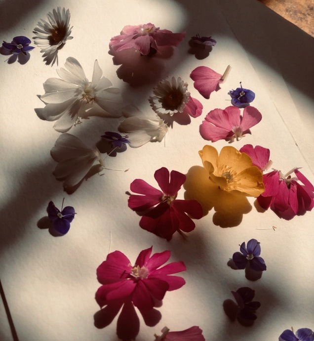 A Simple Guide to Flower Pressing