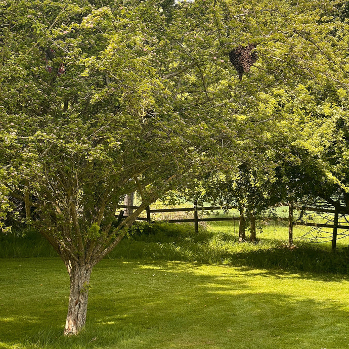 Letter Writing Prompt - British Countryside