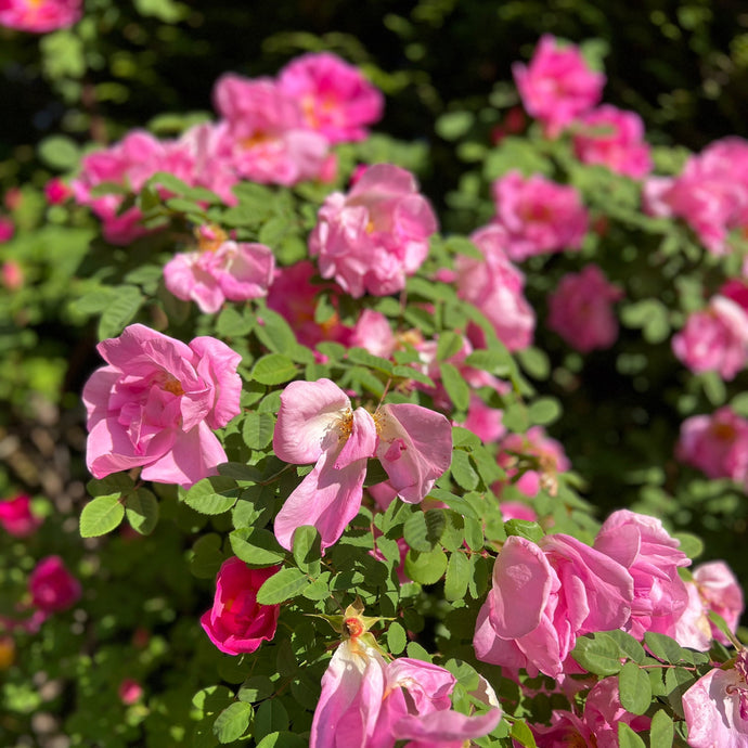 A gentle guide to May: finding stillness in the season of bloom