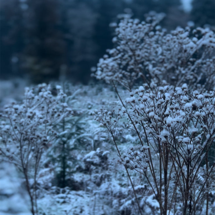 Letter Writing Prompt - Wintering